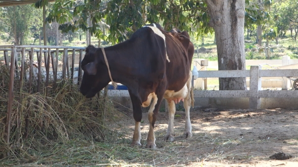 Cow Eating Hay In Cowshed