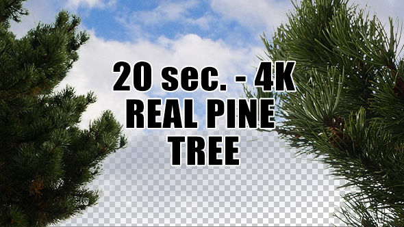 Real Pine Tree with Alpha Channel