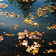 Tree and Clouds is Reflected in the Autumn Lake - VideoHive Item for Sale