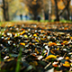 Leaves on the Track in the Autumn Park - VideoHive Item for Sale