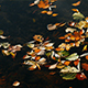 Colourful Autumn Leaves on Lake Surface - VideoHive Item for Sale