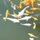 Koi Carp Swimming Pond - VideoHive Item for Sale