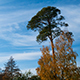 Clouds Fly over Autumn Trees in the Park - VideoHive Item for Sale