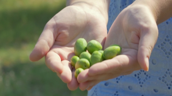 Female Hands With Green Olives