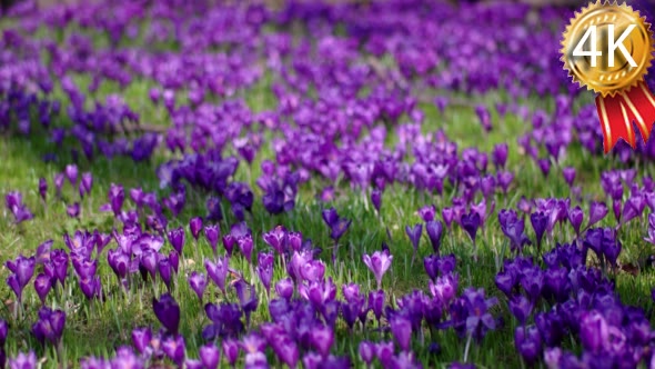 Filed of Purple Crocus Flowers in Spring