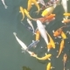 Koi Carp Swimming Pond - VideoHive Item for Sale