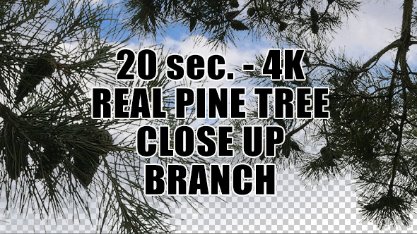 Real Pine Tree Branch with Alpha Channel
