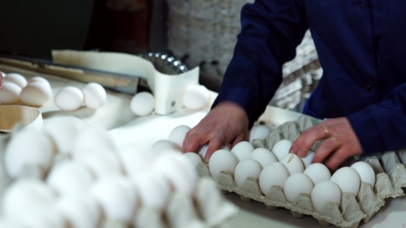 Sorting Process In Eggs Chicken Farm