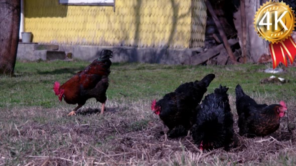 Cocks Walking Around in a Garden