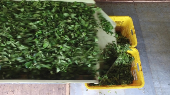 Green Tea Leaves Falling From Machine To Baskets 41