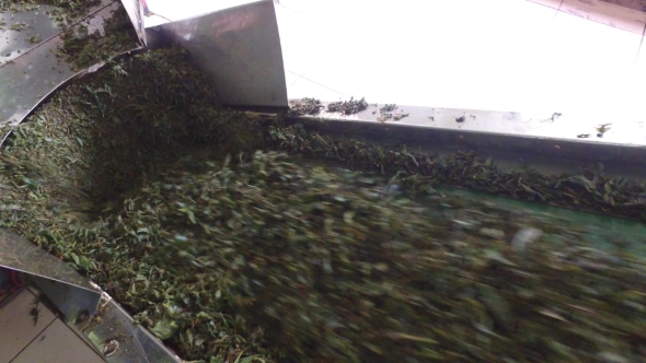 Green Tea Moving On Machine Conveyor At Factory 45