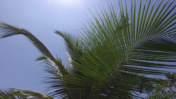 Palm Tree Leaves And Blue Sky 94