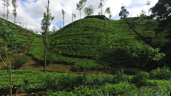 Tea Plantation Field On Sri Lanka Hills 73