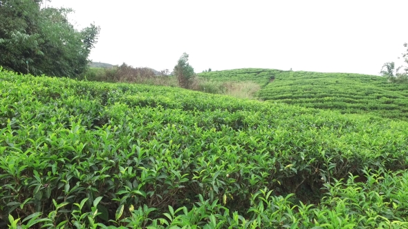 Tea Plantation Field On Sri Lanka 20