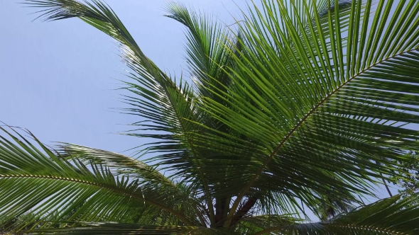 Palm Tree Leaves And Blue Sky 93