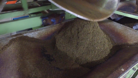 Machine Pouring Dry Tea Raw To Container 48