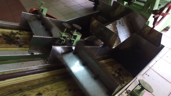 Green Tea Moving On Machine Conveyor At Factory 50