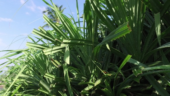 Green Wild Plant On Sri Lanka 89