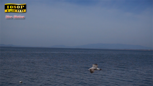 Seagull Flying