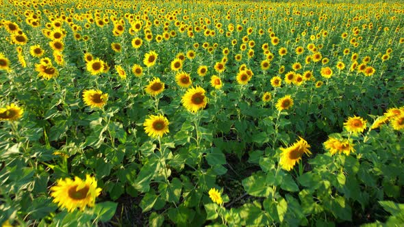 4K Beautiful aerial view of sunflowers, sunflowers blooming in the wind