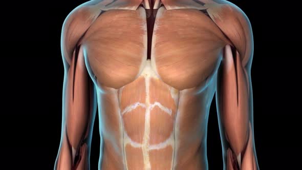 digestive system54658.mov alt