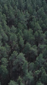 Vertical Video of Pine Forest Aerial View Slow Motion