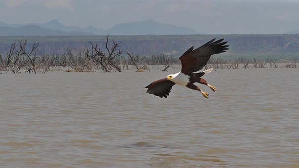 980297 African Fish-Eagle, haliaeetus vocifer, Adult in flight, Fish in Claws, Fishing at Baringo La