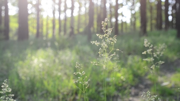 Common Meadow-grass Panicles Blown By Wind In Forest