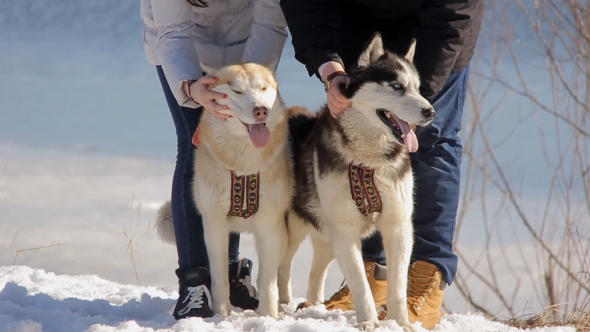 Dog Siberian Hasky On Winter