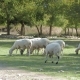 Sheep And Lambs Grazing In a Green Meadow In The Countryside.  - VideoHive Item for Sale