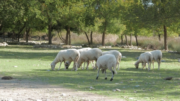 Sheep And Lambs Grazing In a Green Meadow In The Countryside. 