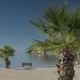 Sandy Beach With Palm Trees And Lonely Bench In a Summer Morning.  - VideoHive Item for Sale