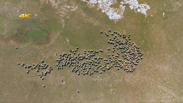 Aerial Sheep Herd, Shepherd and Dog