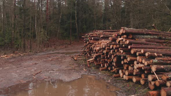 Pile of Cut Logs in the Forest