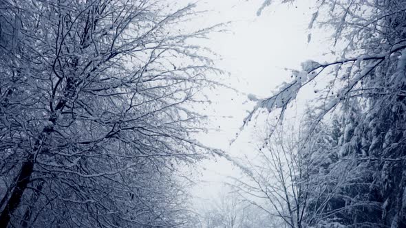 Walking On Winter Forest With Leafless Tree Branches Covered With Snow. Low Angle Shot