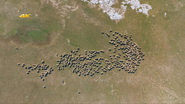 Aerial Sheep Herd