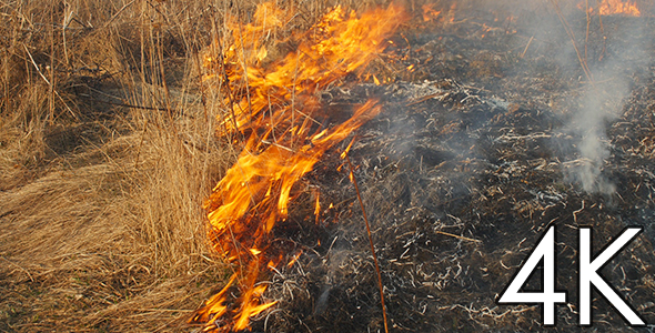 Steppe Fires