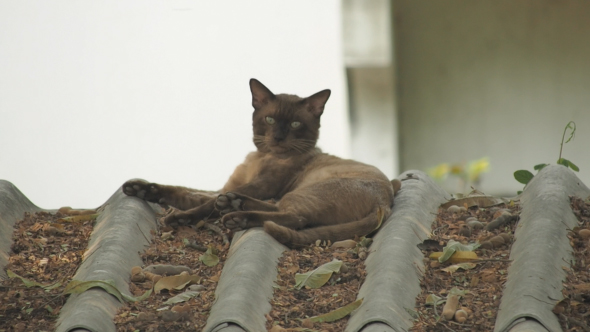 Brown Cat