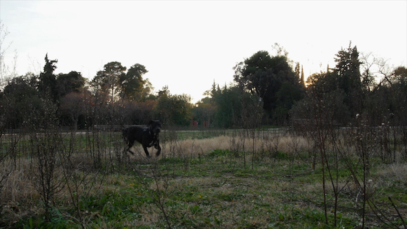 Black Dog in Meadow