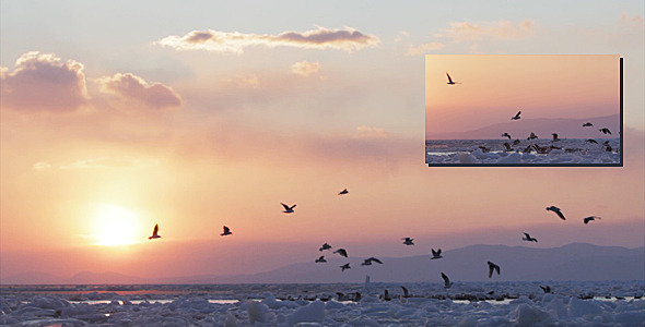 Frozen Sea Gulls 2 (Sunset)