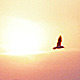 Frozen Sea Gulls 2 (Sunset) - VideoHive Item for Sale