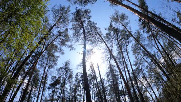 Walking Through the Forest with Pine Trees During the Day POV Slow Motion