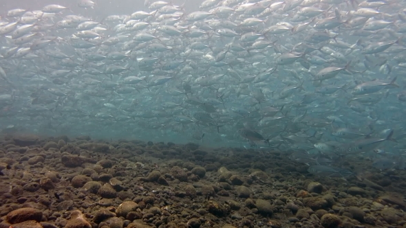 School Of Fish Bigeye Trevallies Tursiops Truncates Reefs Bali