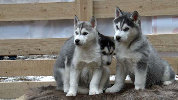 Puppies Dogs Husky