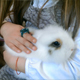 Girl Hugging a Little Bunny - VideoHive Item for Sale