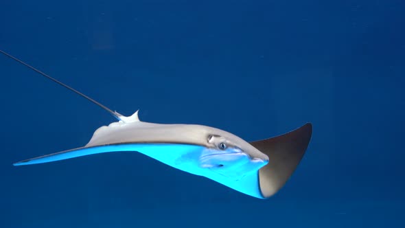 Stingray free-swimming in the blue water aquarium.