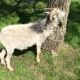 Old Goat With a Beard Grazes On a Rope. - VideoHive Item for Sale