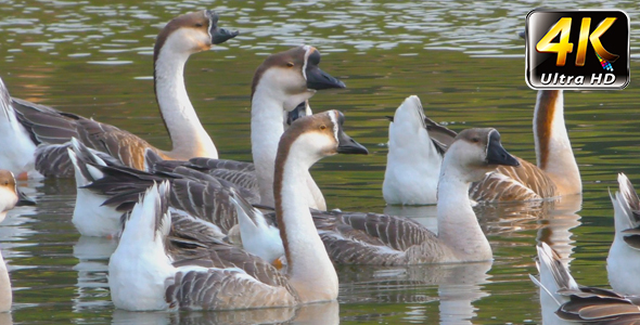 Goose Animal in Lake 4