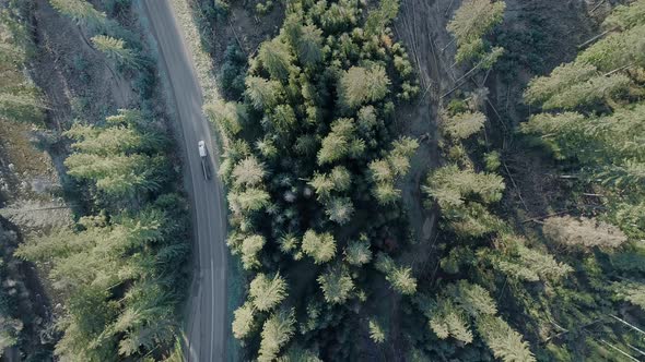 Top down view of evergreen conifer forest in Witow area of Poland