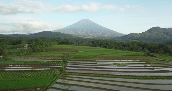 Aerial view of terraced rice fields in Magelang, Indonesia. drone shoot of Indonesia's tropical land